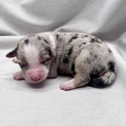 Jude - Blue merle female Toy Australian Shepherd puppy in Bly, Oregon from Apacheblus Toy Aussies