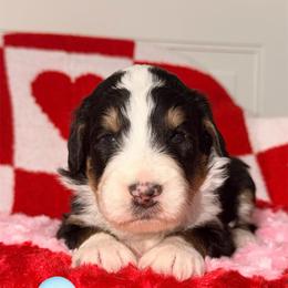 Toast - Tri-color male Bernedoodle puppy in Beecher, Illinois from Erica’s Doodles