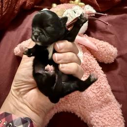 Peg - Black and white female Shih Tzu puppy in Warrior, Alabama from The Anderson Farms Kennel