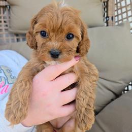 Carmel - Red female Cavapoo puppy in Blackfoot, Idaho from Rocky Desert Goldens and Cavaliers
