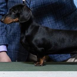 Maddie - Dachshund