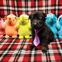 Light purple collar - Sable female German Shepherd puppy in Ramsey, Illinois from Haus-Farr German Shepherds