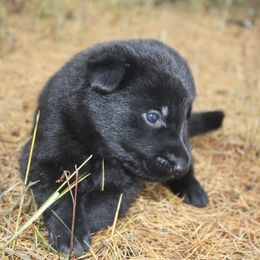 German Shepherd Puppies from Thornock Shepherds