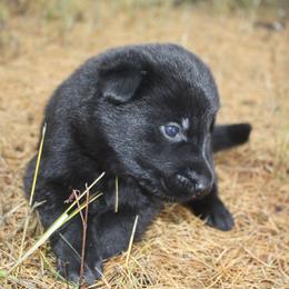 German Shepherd Puppies from Thornock Shepherds