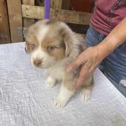 Australian Shepherd Puppies from Canyon Ridge Australian Shepherds