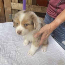 Australian Shepherd Puppies from Canyon Ridge Australian Shepherds