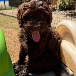 White Girl - Chocolate female Australian Labradoodle puppy in West Union, South Carolina from Golden Corner Labradoodles, LLC