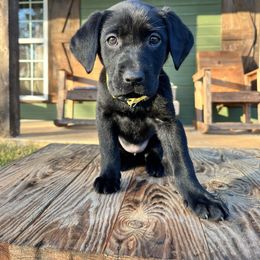Black Girl Yellow Collar - Black female Labrador Retriever puppy in Ozark, Arkansas from Middle Ridge Retrievers