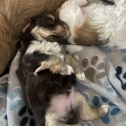 Anatolian Shepherd Dog and Havanese Puppies from Home with Havanese