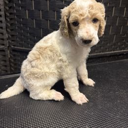Wonder Woman - Parti female Poodle puppy in New Kensington, Pennsylvania from Happy puppy tails