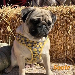 Sooie - Pug