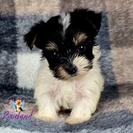Penelope - Parti female Yorkshire Terrier puppy in Santa Clarita, California from Pixieland Yorkshire Terriers