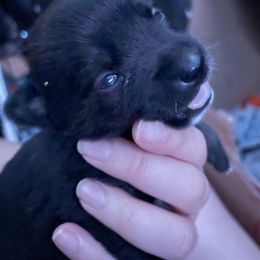 Pomsky Puppies from Urban Sky Kennel