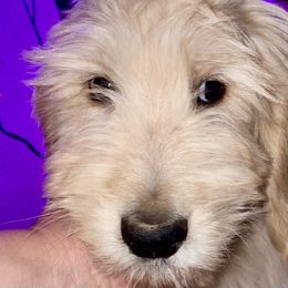 Valor - Goldendoodle puppy from Zeusthemoosedoodles