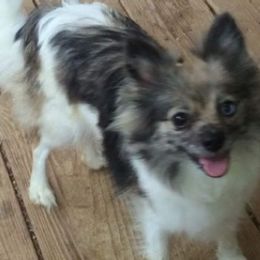 Pomeranians from Lil’ Sprouts Pomeranians