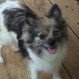 Pomeranians from Lil’ Sprouts Pomeranians
