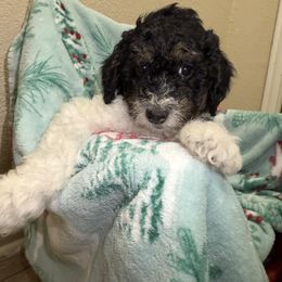 Virginia Pine - Tri-color female Cavapoo puppy in Austin, Texas from Doodles of Central Texas