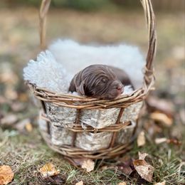 Bailey - male Australian Mountain Doodle puppy in Greenville, South Carolina from Sammi Sweet Doodles