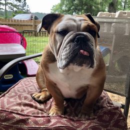 Bulldog Puppies from Jodi's Bulldogs