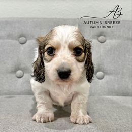 Shaded cream pie - Piebald female Dachshund puppy in Clever, Missouri from Autumn Breeze Dachshunds
