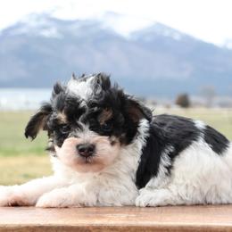 Braxton - Black tri male Miniature American Shepherd puppy in Hamilton, Montana from North Lake Aussies