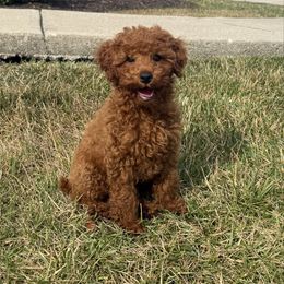 Diego - Poodle