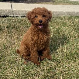 Diego - Poodle