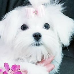 Maltese from Always Maltese