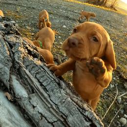 Too young - Golden rust female Vizsla puppy in Palmer, Alaska from Parker Ranch