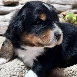 Calliope(has tail) - Black tri-color female Australian Shepherd puppy in Butler, Georgia from Aussies at Howling Hill Farm