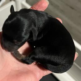 Yogi - Black male Miniature Schnauzer puppy in Port Orchard, Washington from Silver Bells Miniature Schnauzers