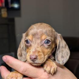 Athena - Dapple female Dachshund puppy in Waddell, Arizona from The Bearded Companions
