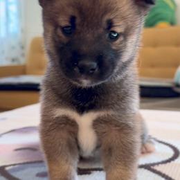 Girl 1 - Sesame female Shiba Inu puppy in Wildomar, California from Almond & Sesame