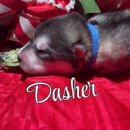 Dasher - Gray and white male Alaskan Malamute puppy in Giddings, Texas from Strong Water Malamutes