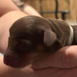 Mint Green Collar - Chocolate and tan female Dachshund puppy in Belfair, Washington from Devoted Doxies, Lorraine’s Yorkies