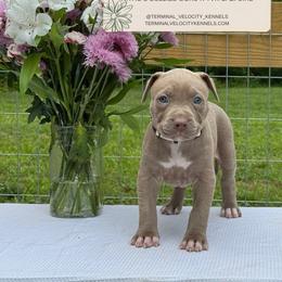 Colada - Lilac female American Bully puppy in Virginia from Terminal Velocity Kennels LLC