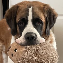 Saint Bernards from St Peter’s Gate Pups