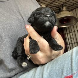 Silas - Black male Goldendoodle puppy in Waynesboro, Virginia from Forest Creek Kennel
