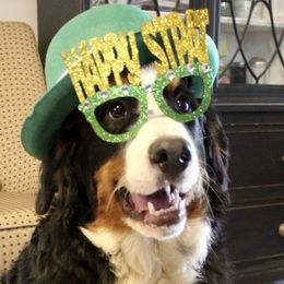 Bernese Mountain Dog Puppies from Baby Berners