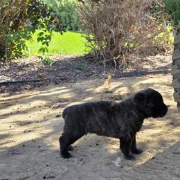 Ursula - Black brindle female Cane Corso puppy in Vernal, Utah from Diamond Ridge Cane Corsos