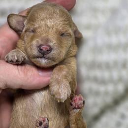 Sunshine - Apricot female Poodle puppy in West Point, Mississippi from Golden Paws
