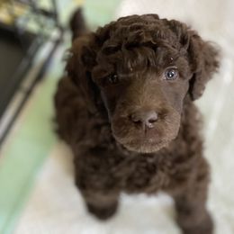 Pomeranian and Poodle Puppies from Sky’s the Limit Cloud K9’s
