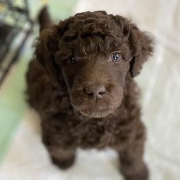 Pomeranian and Poodle Puppies from Sky’s the Limit Cloud K9’s