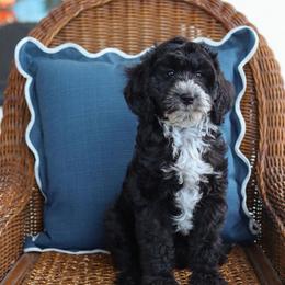 Latte - Black and white male Bernedoodle puppy in Yuba City, California from Ranch House Doodles