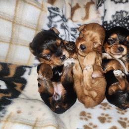 Yorkshire Terrier Puppies from Willow's Standards