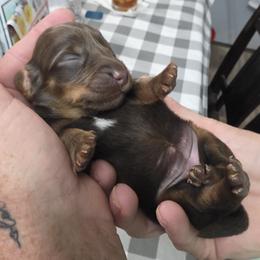 Dachshund Puppies from JV'S Little Legends Dashounds