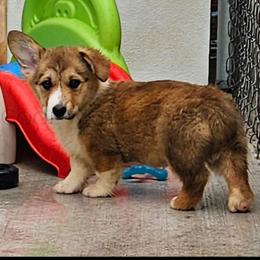 Pop - Sable male Pembroke Welsh Corgi puppy in Kiowa, Colorado from Cool Water Corgis LLC