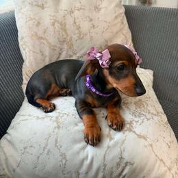 Lilo - Black and tan female Dachshund puppy in Tampa, Florida from M&M Pups