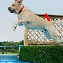 Labrador Retrievers from Bellamies Labradors