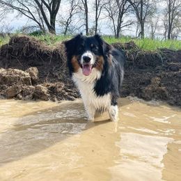 Australian Shepherd Puppies from Grand Ridge Australian Shepherds